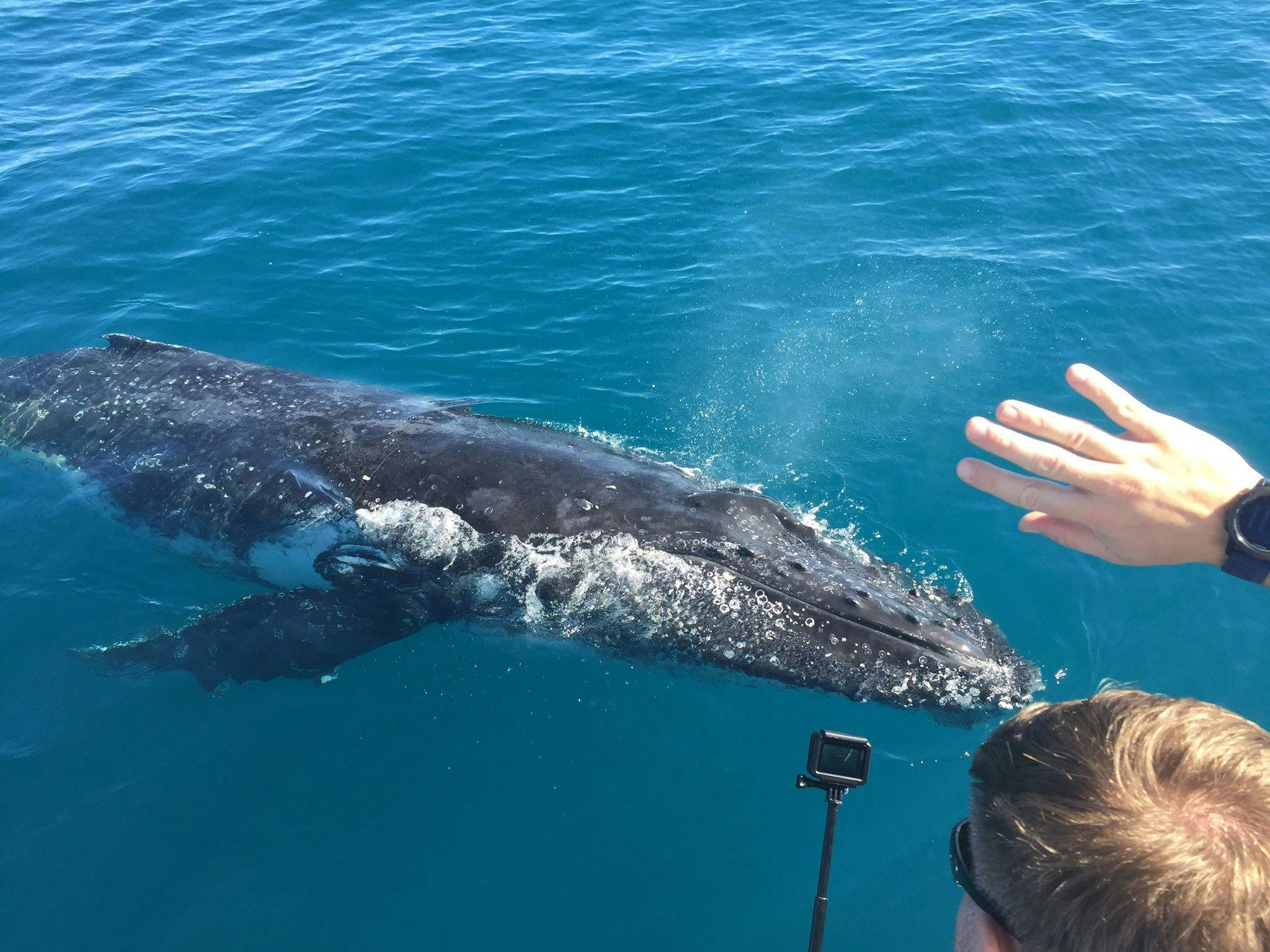 humpback whale