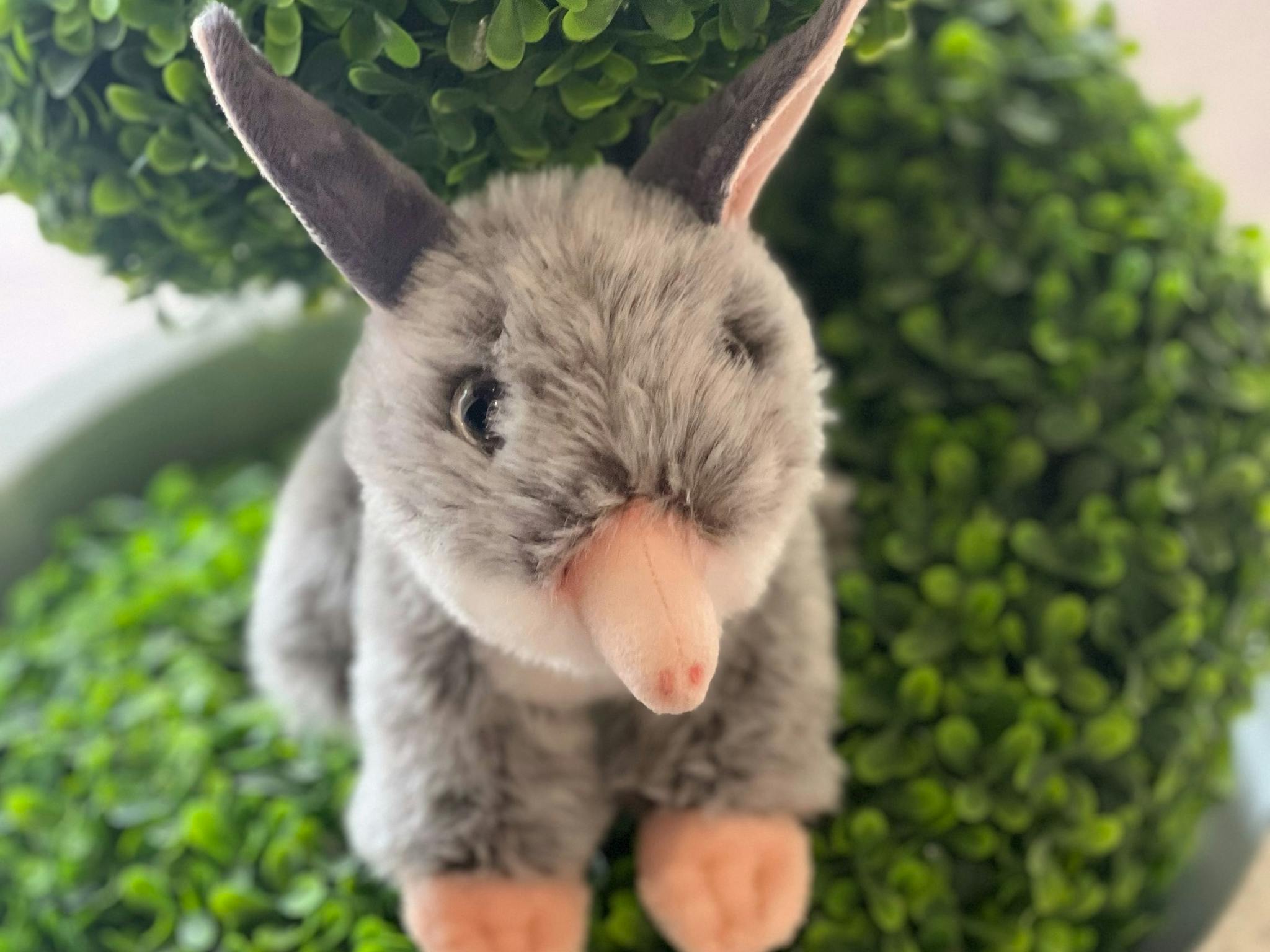 Find Bilbies hiding in shops