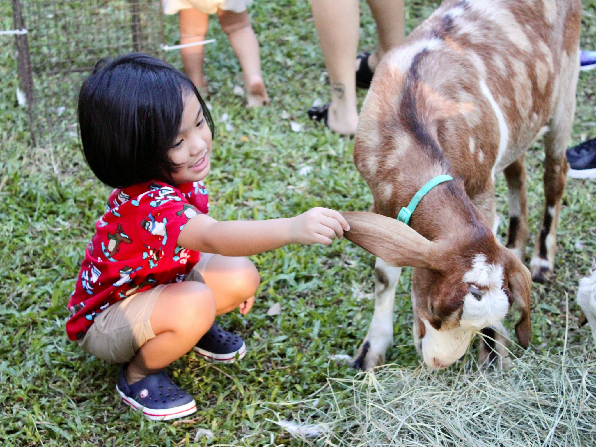 Petting Farm