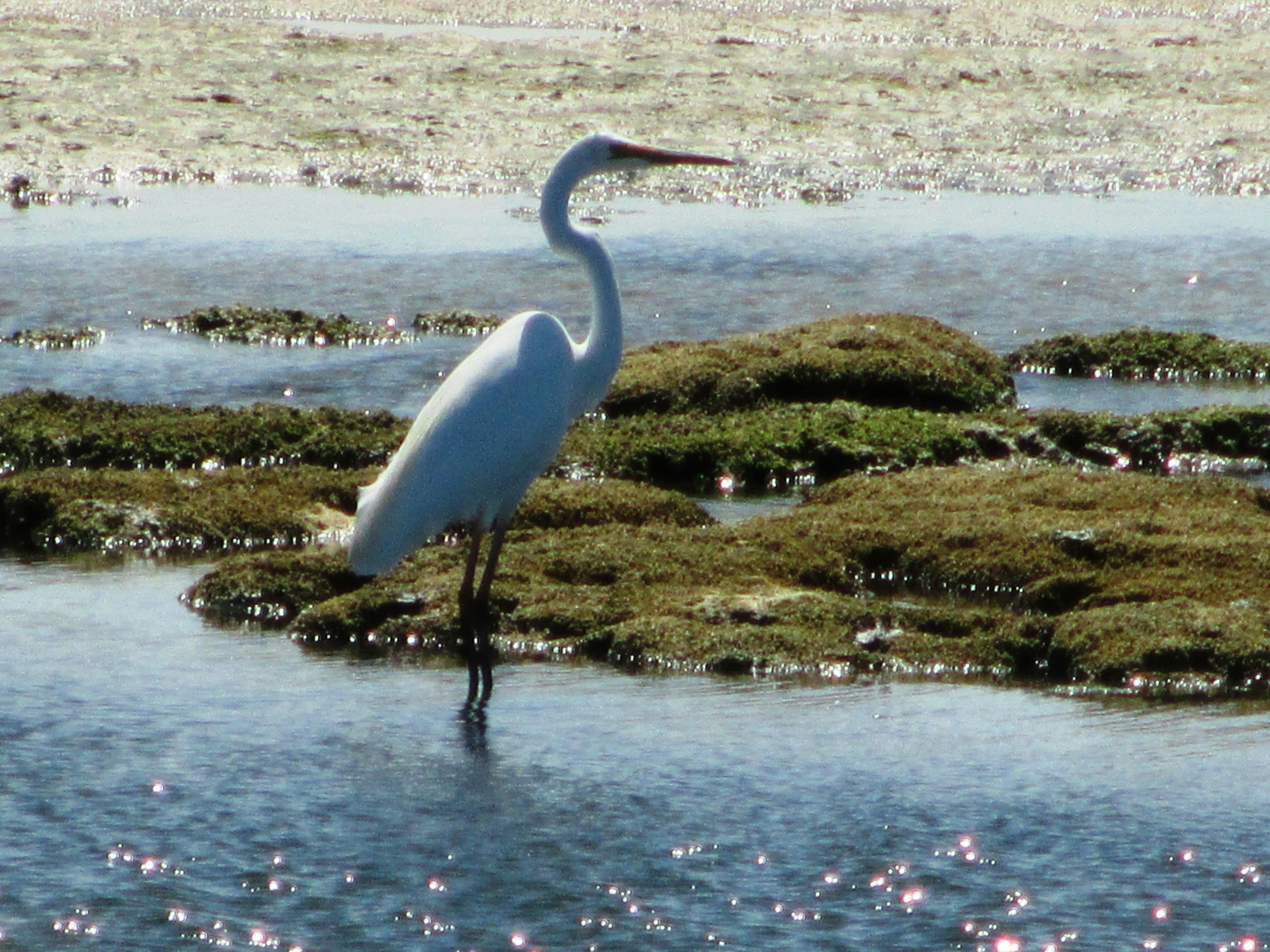 Great egret, wading through the shallow water