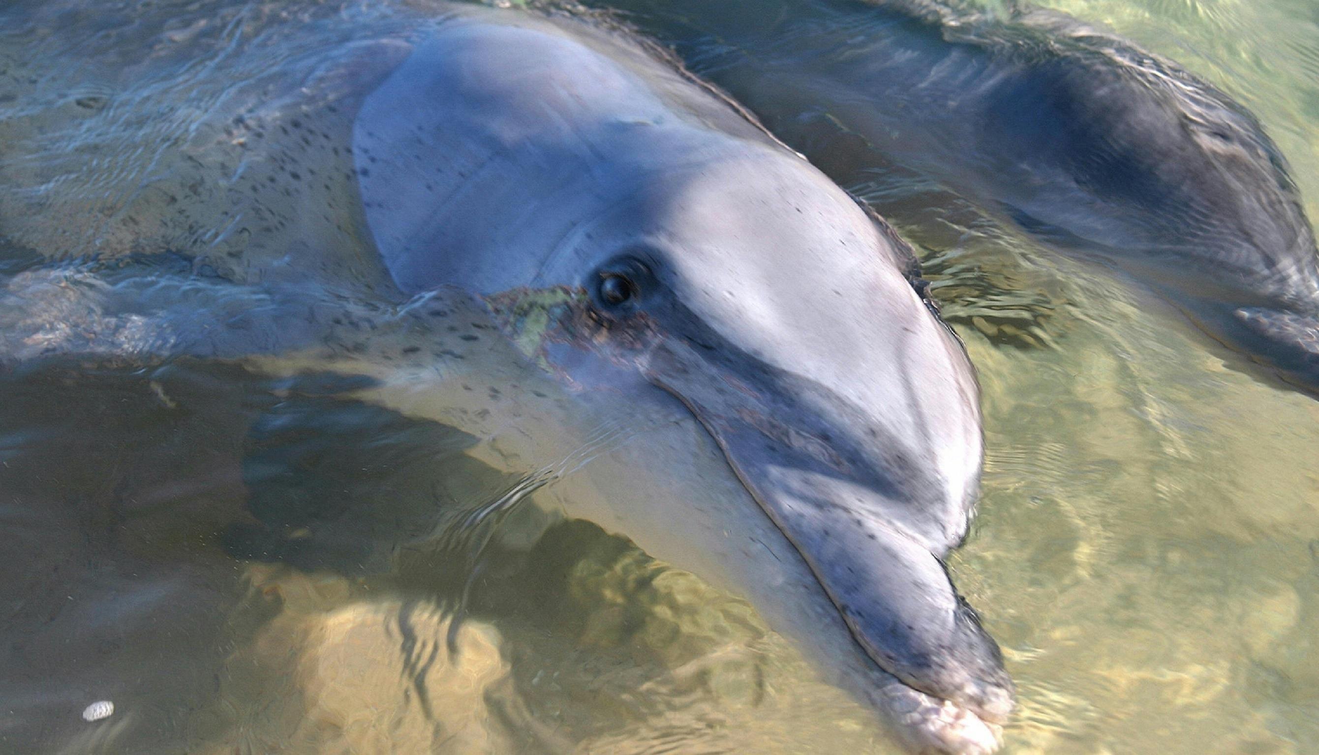 Monkey Mia RAC Monkey Mia Dolphin Resort