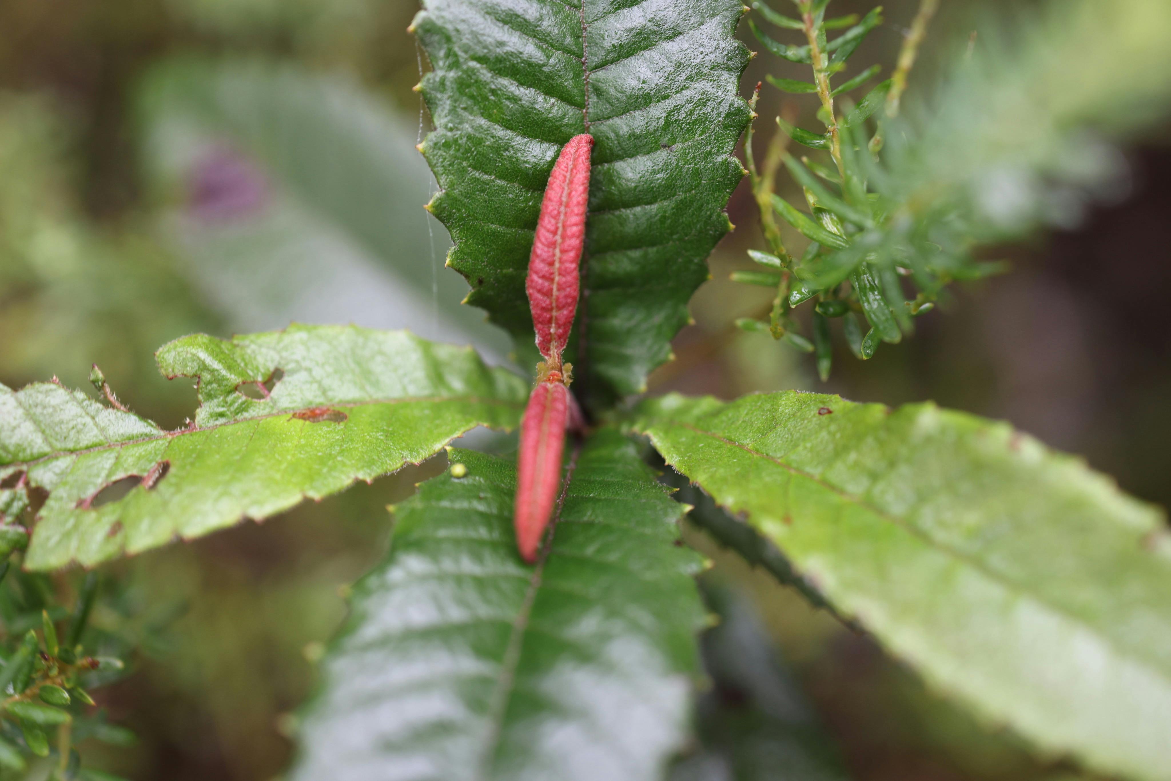 Young black wattle sapling close up