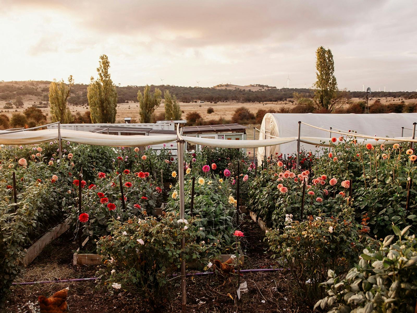 Collector Cottage Cutting Garden