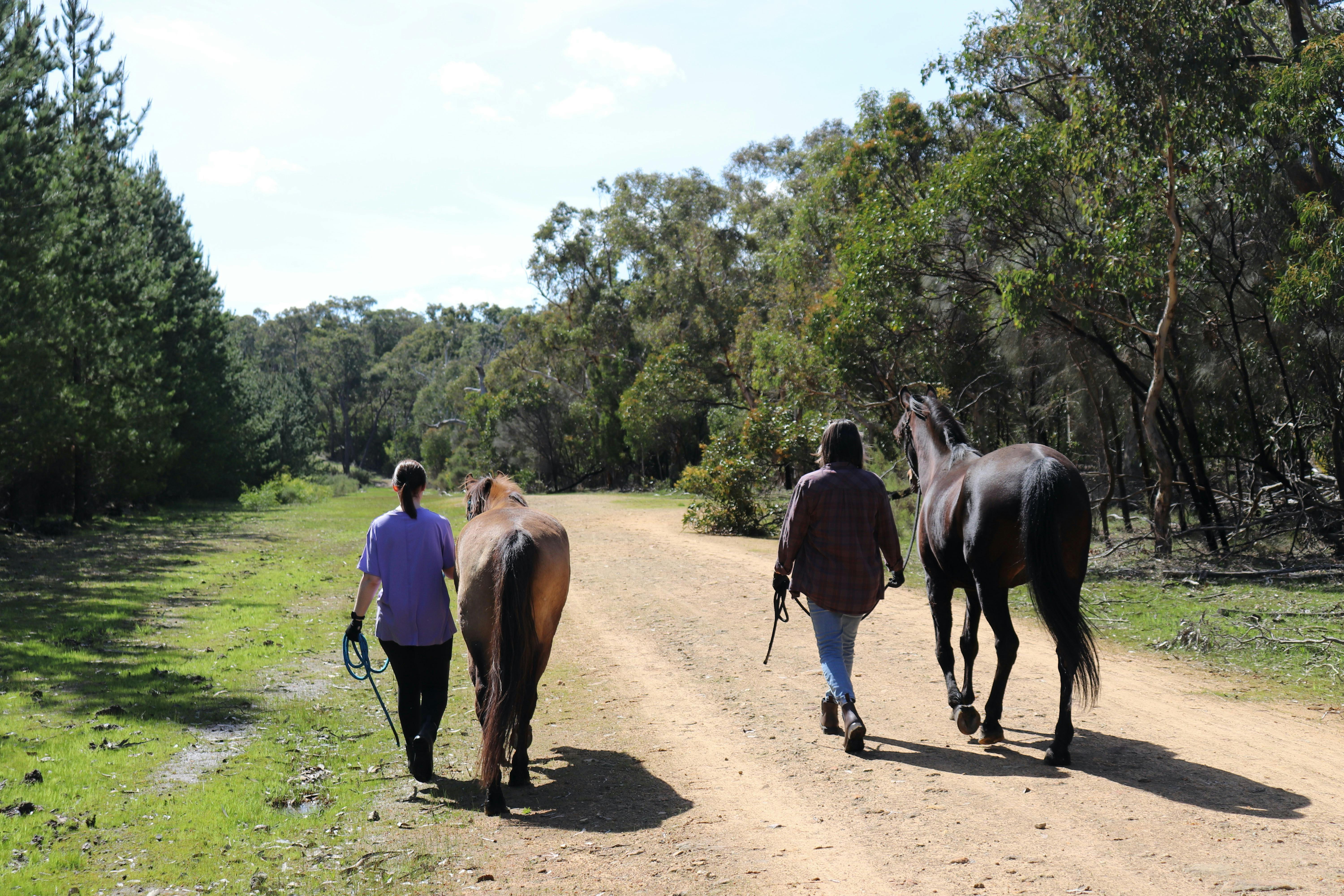 Mindfulness comes naturally when walking in the company of a horse, totally different to riding