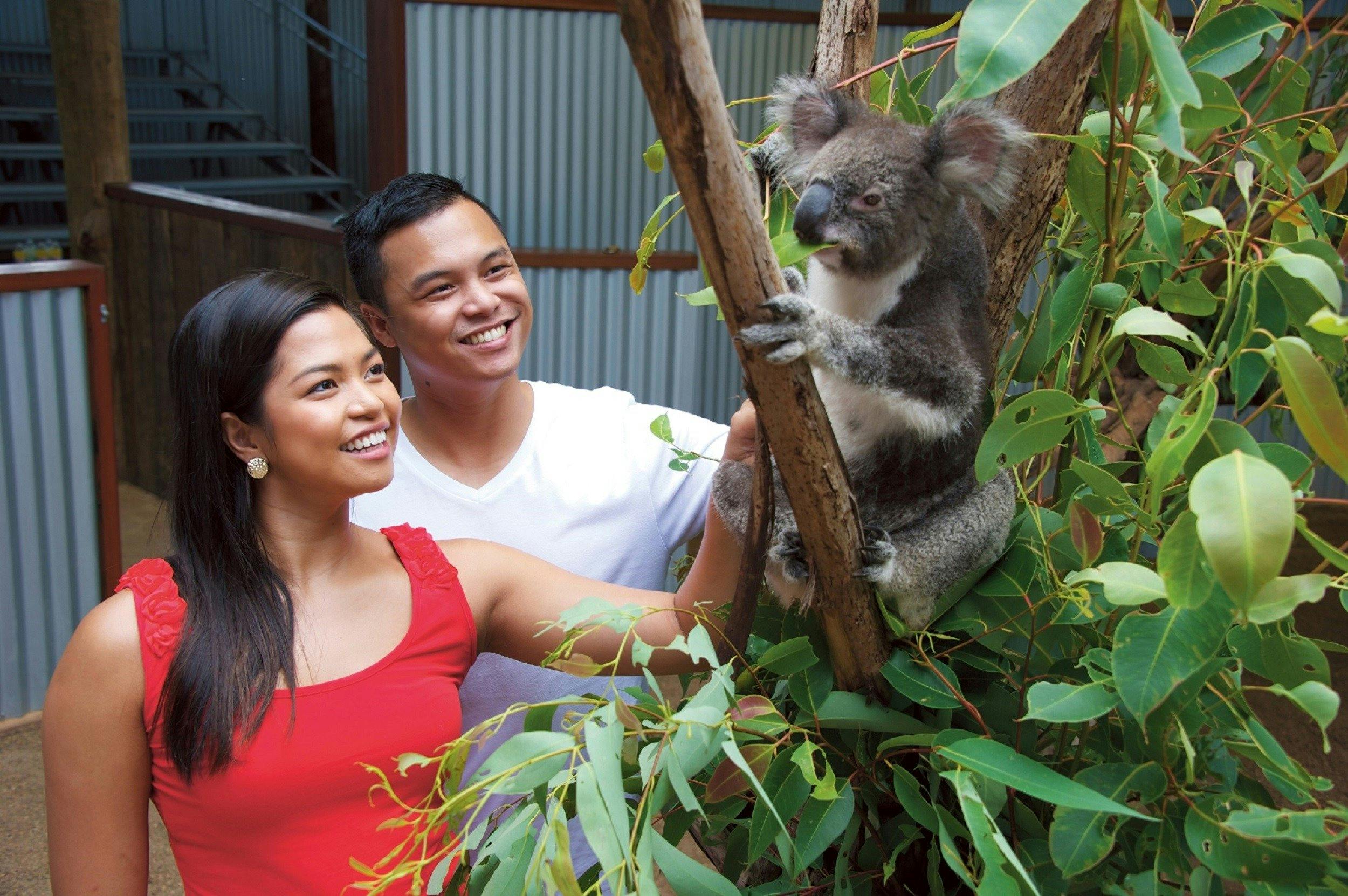 A young couple (male and female) interacting with a soft cute koala during a koala encounter