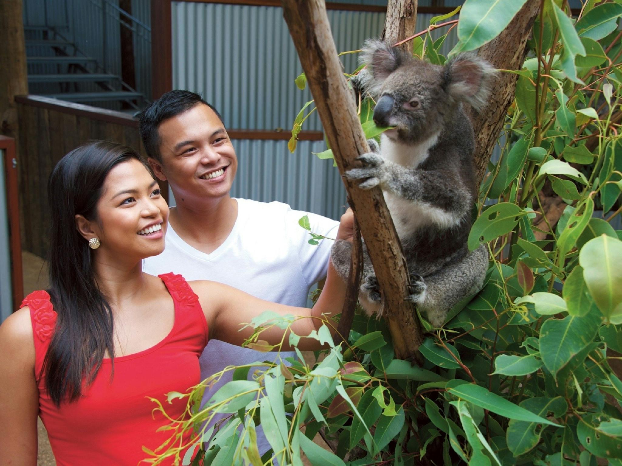 A young couple (male and female) interacting with a soft cute koala during a koala encounter