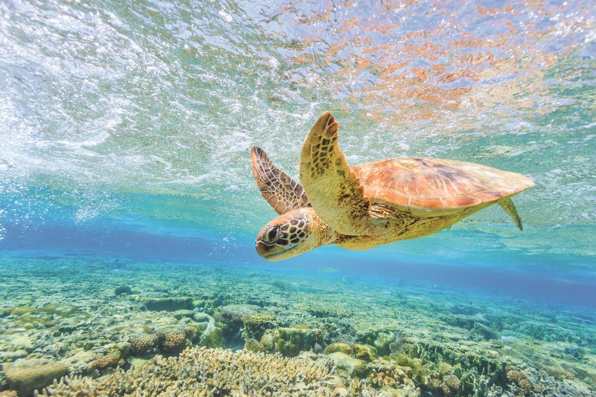 Great Barrier Reef