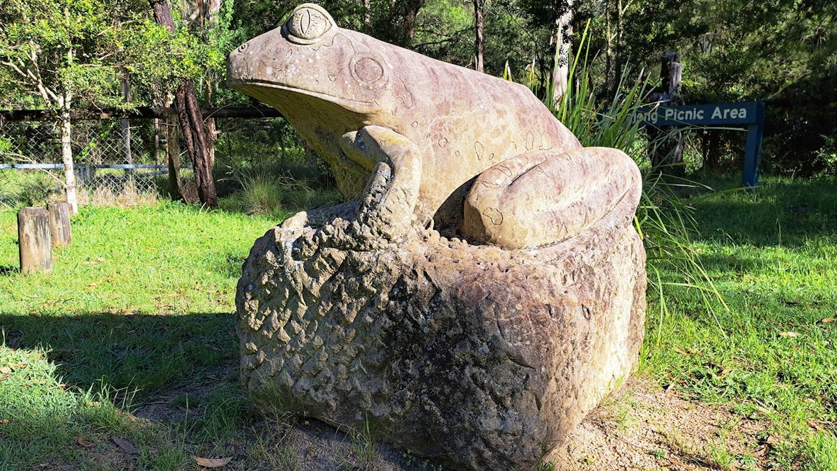Fleay's Barred Frog by Paul Stumkat