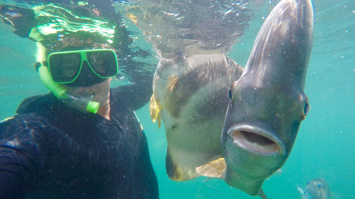 man snorkelling with friendly silver and yellow batfish in crystal blue ocean bat fish face closeup