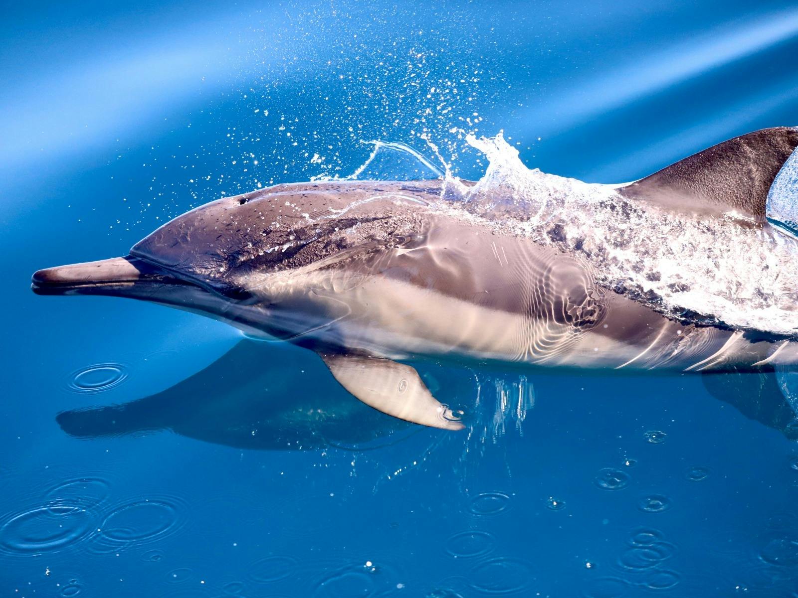 Dolphin near Lake Macquarie