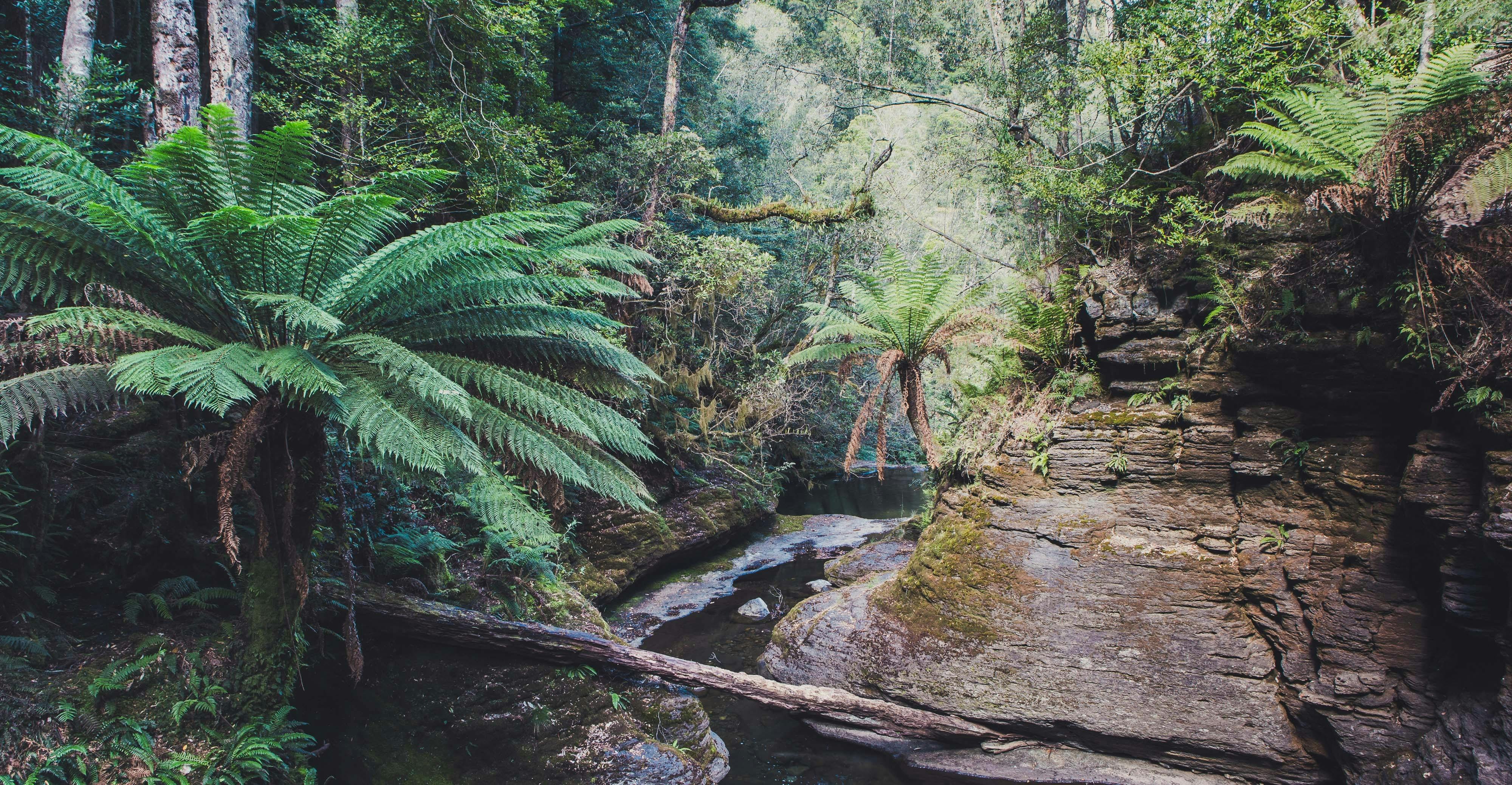 Liffey Falls