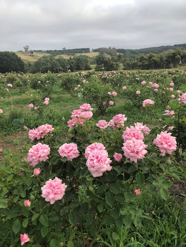 Jurlique Farm Tour