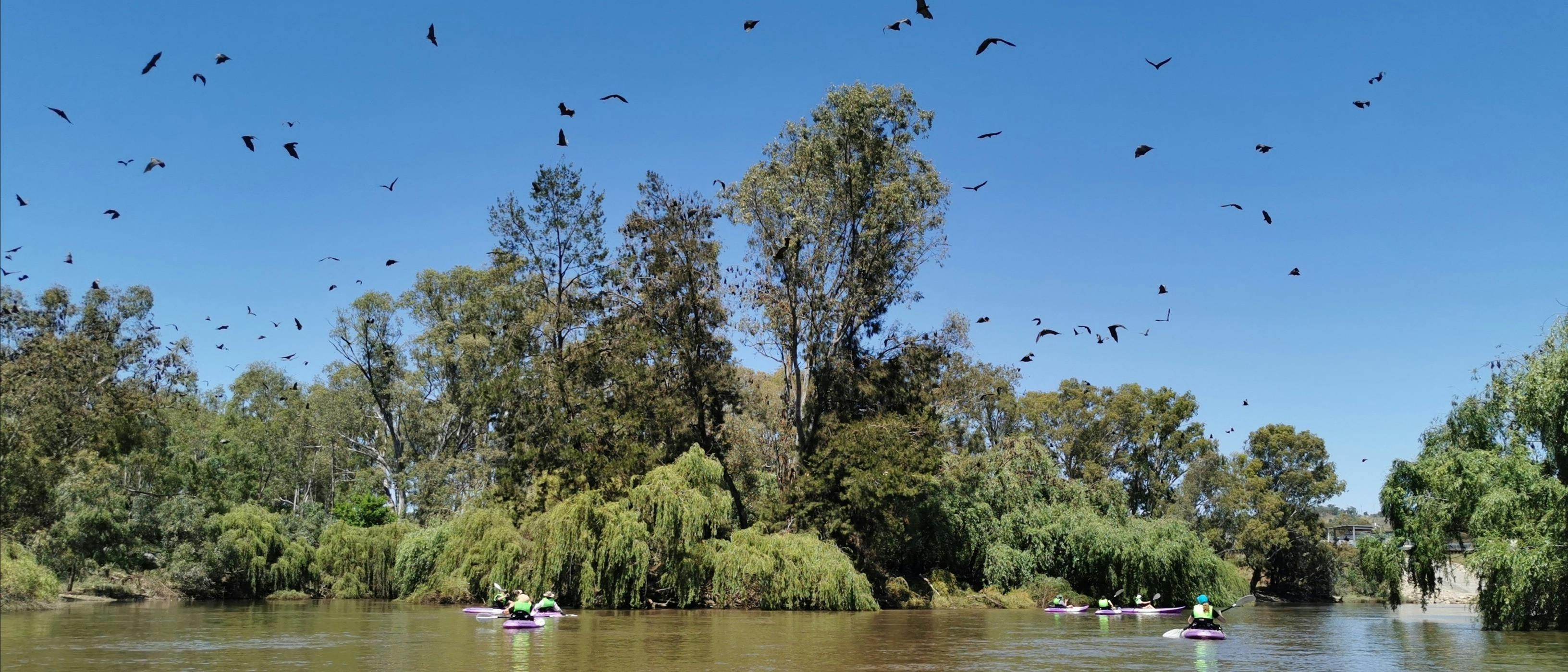 Kayakers checking out the colony of fruit bats on Bat Island on Murrumbidgee River!