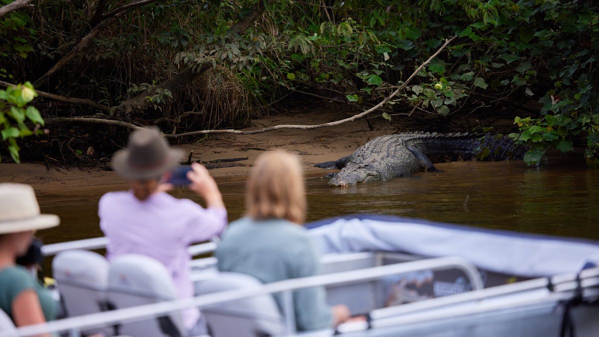 Estuarine Crocodile