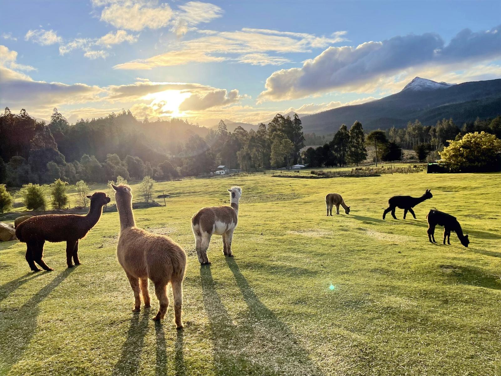 Maydena Mountain Cabins Alpacas Discover Tasmania