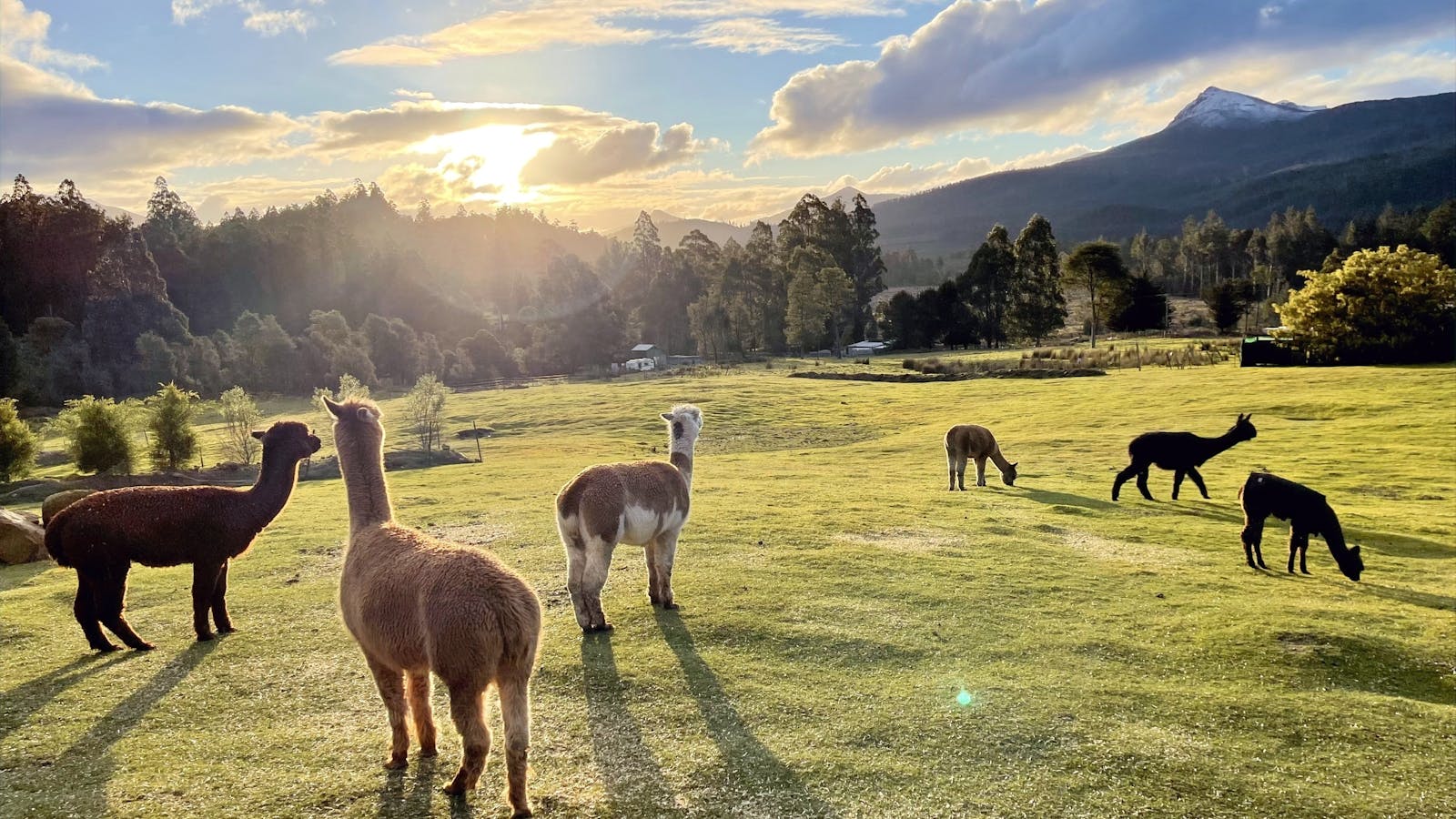 Alpacas grazing next to the cabins