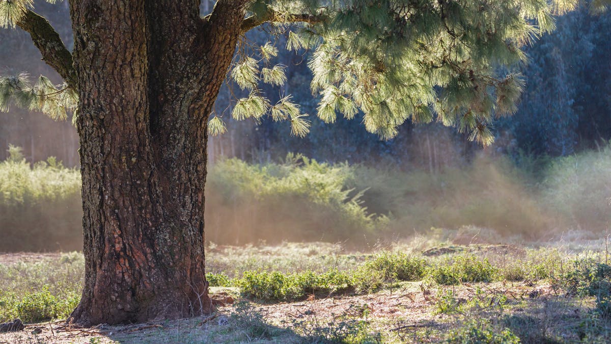 Nurturing Nature's Power: Embrace Wellness with Neem Tree Nurturing Nature's Power: Embrace Wellness with Neem Tree