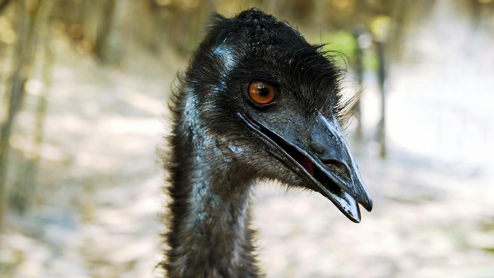 Emus at Moonlit Sanctuary