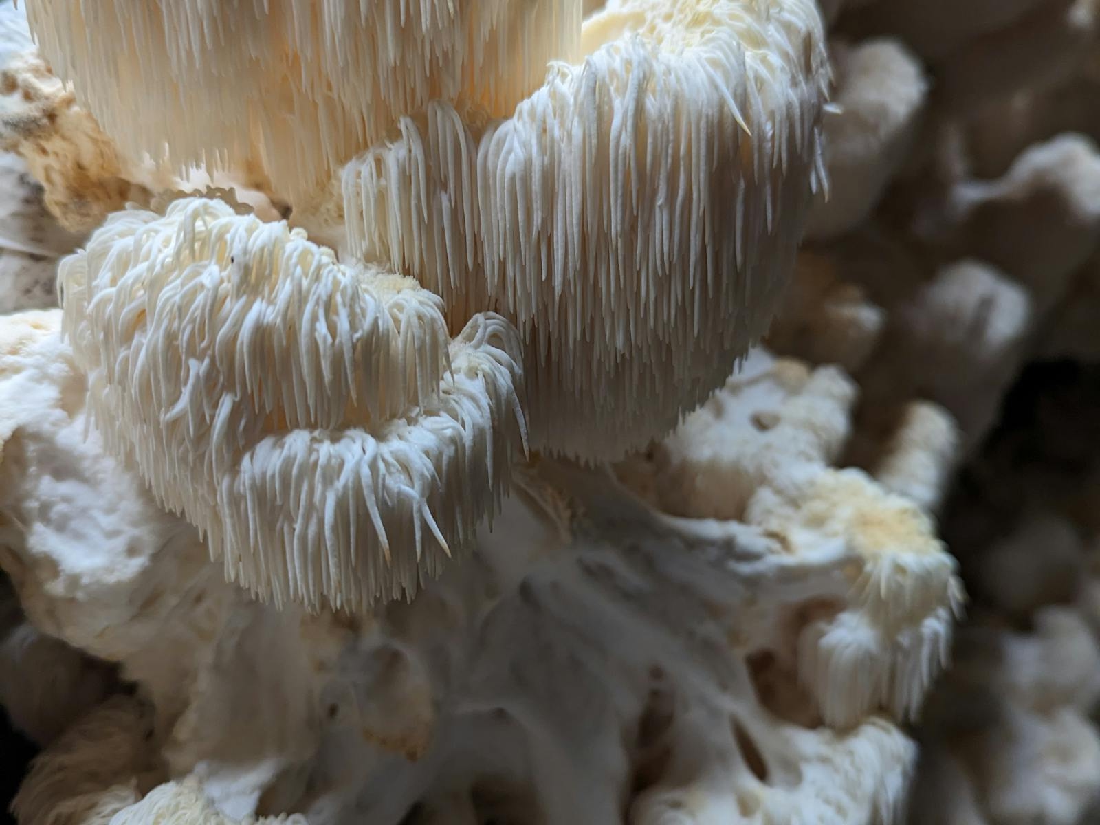 Gourmet mushrooms