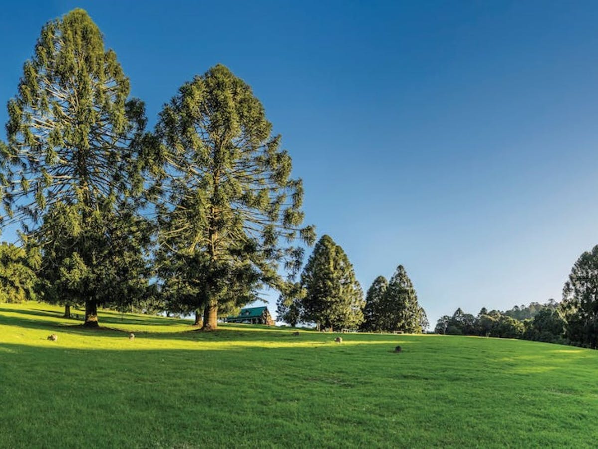 Bunya Mountains