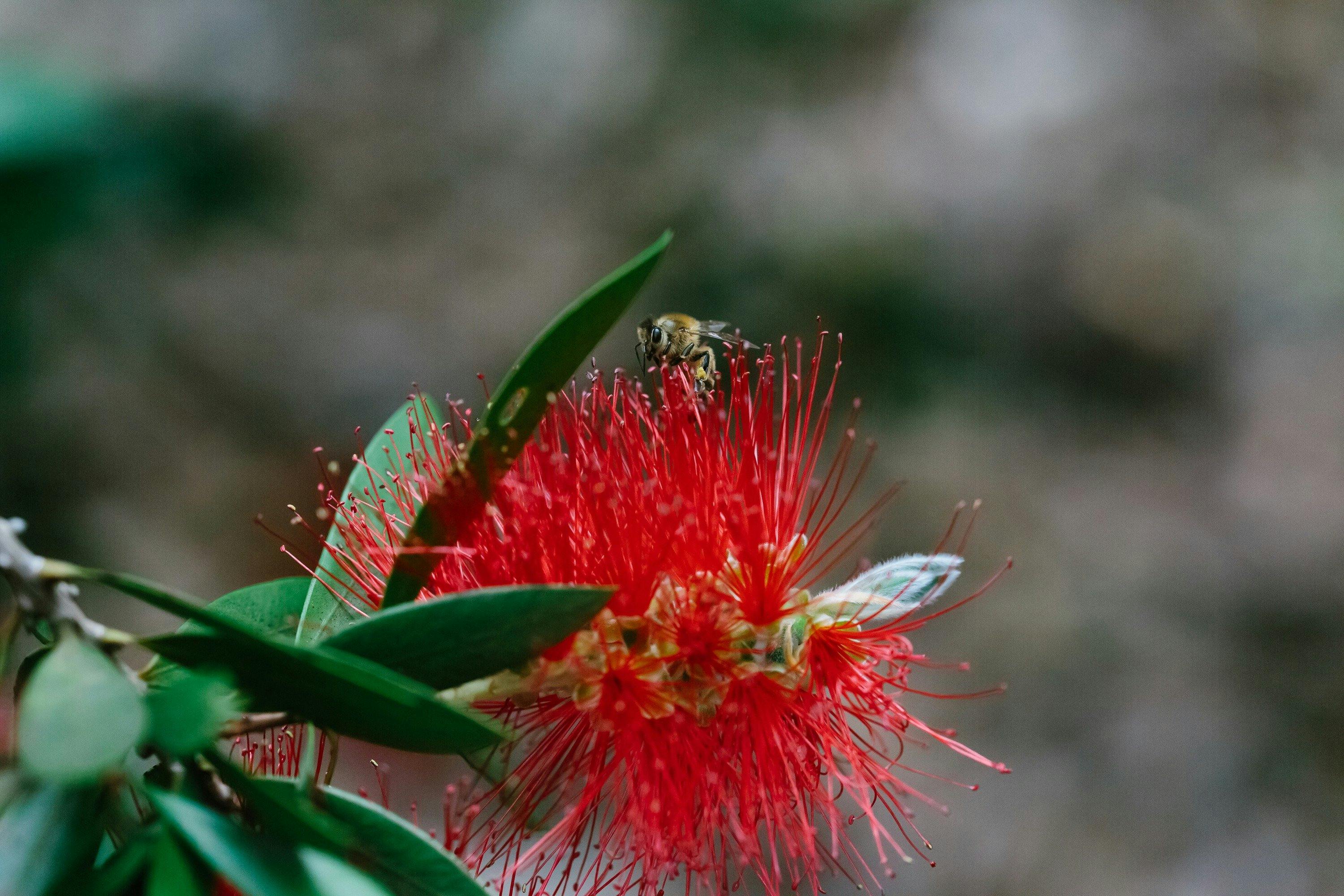Botanic Gardens, Booderee National Park