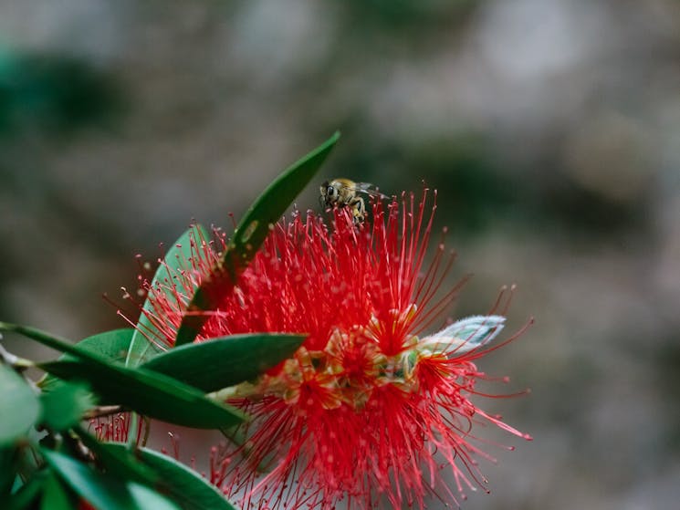 Botanic Gardens, Booderee National Park