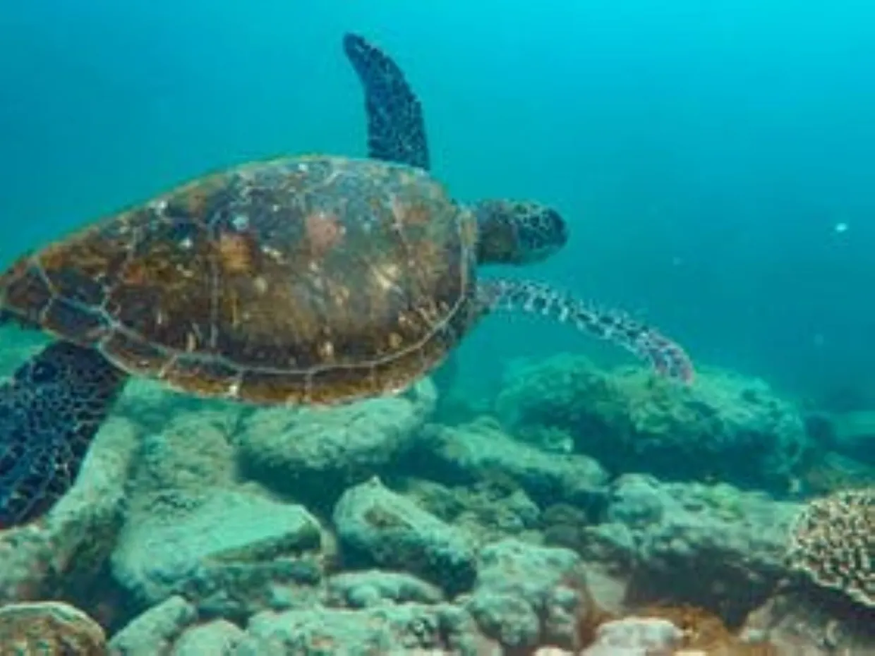 Snorkelling at Mudjimba Island