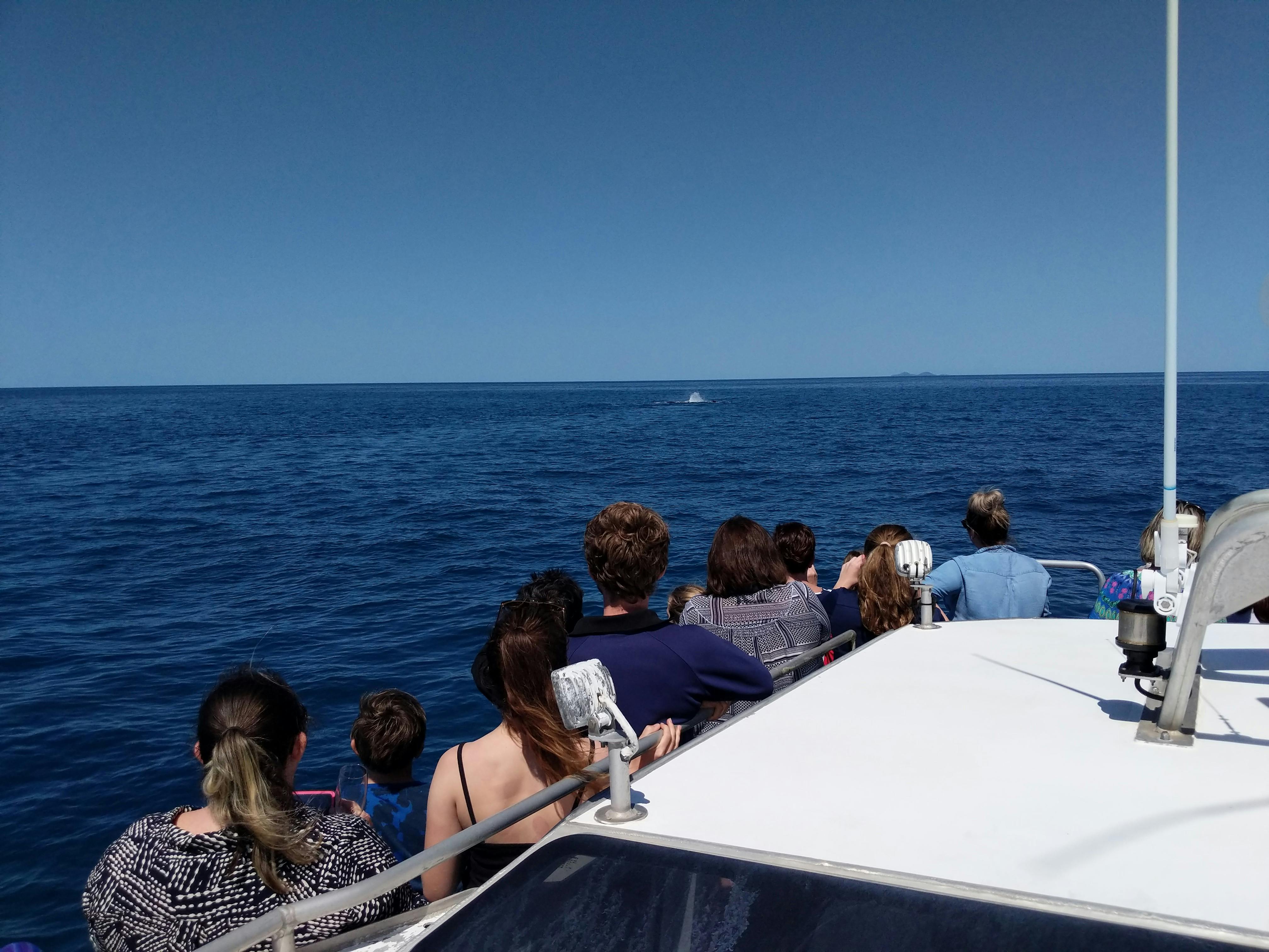 Whale watching Keppel Bay