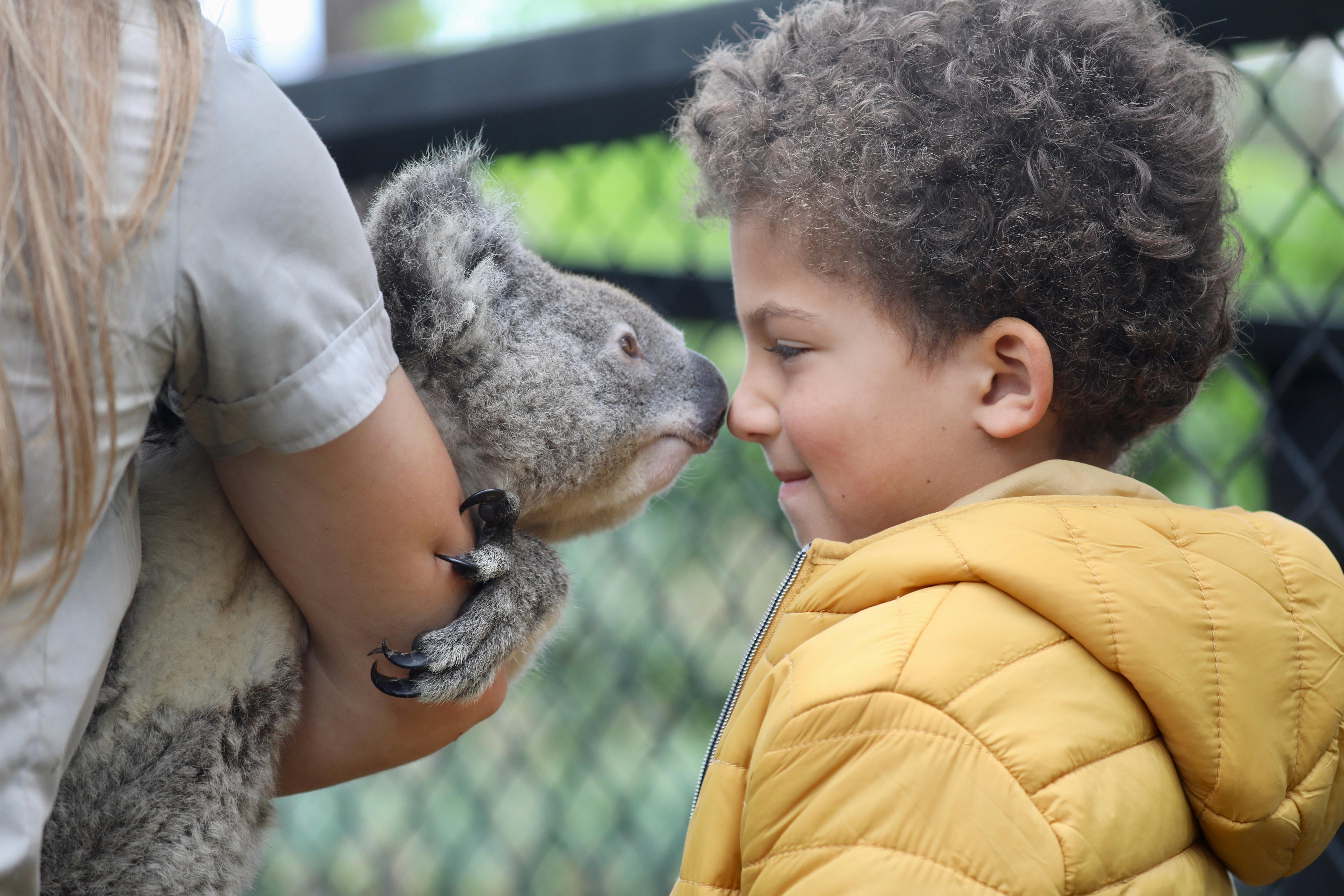 Koala and Boy at Australian Reptile Park