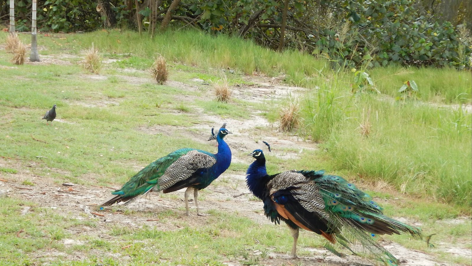Macintosh Island Peacocks