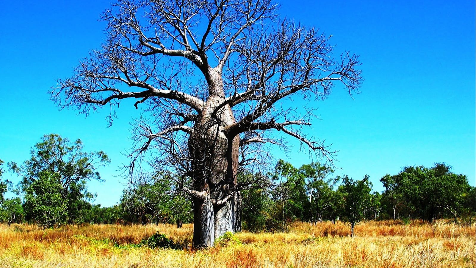 Drover’s Rest Boab Trees, Bullita