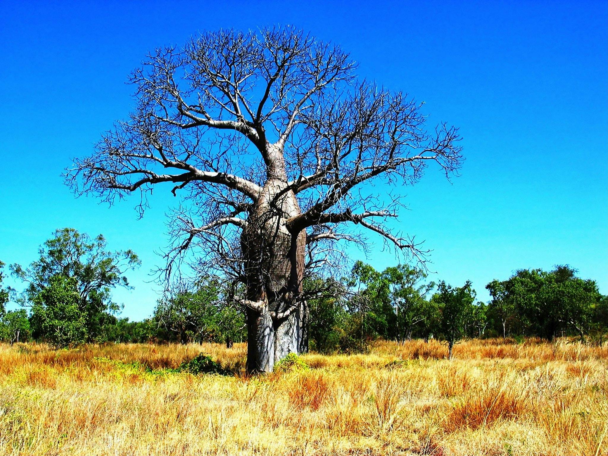 Drover’s Rest Boab Trees, Bullita in Timber Creek - The Fold: Your ...