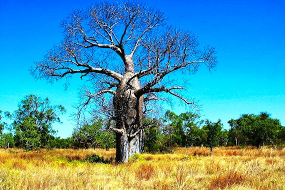 Drover’s Rest Boab Trees, Bullita