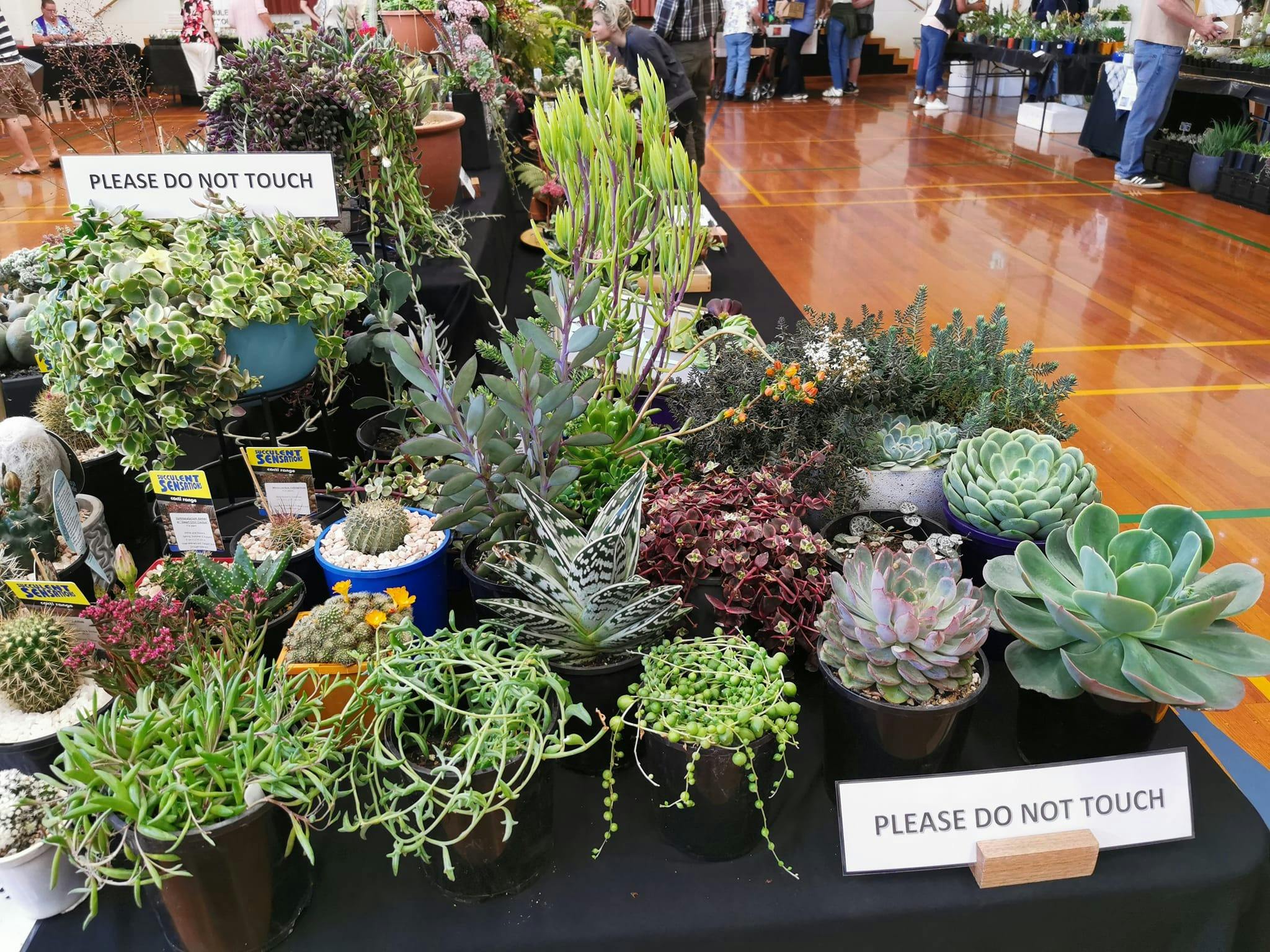 lovely display by Ian