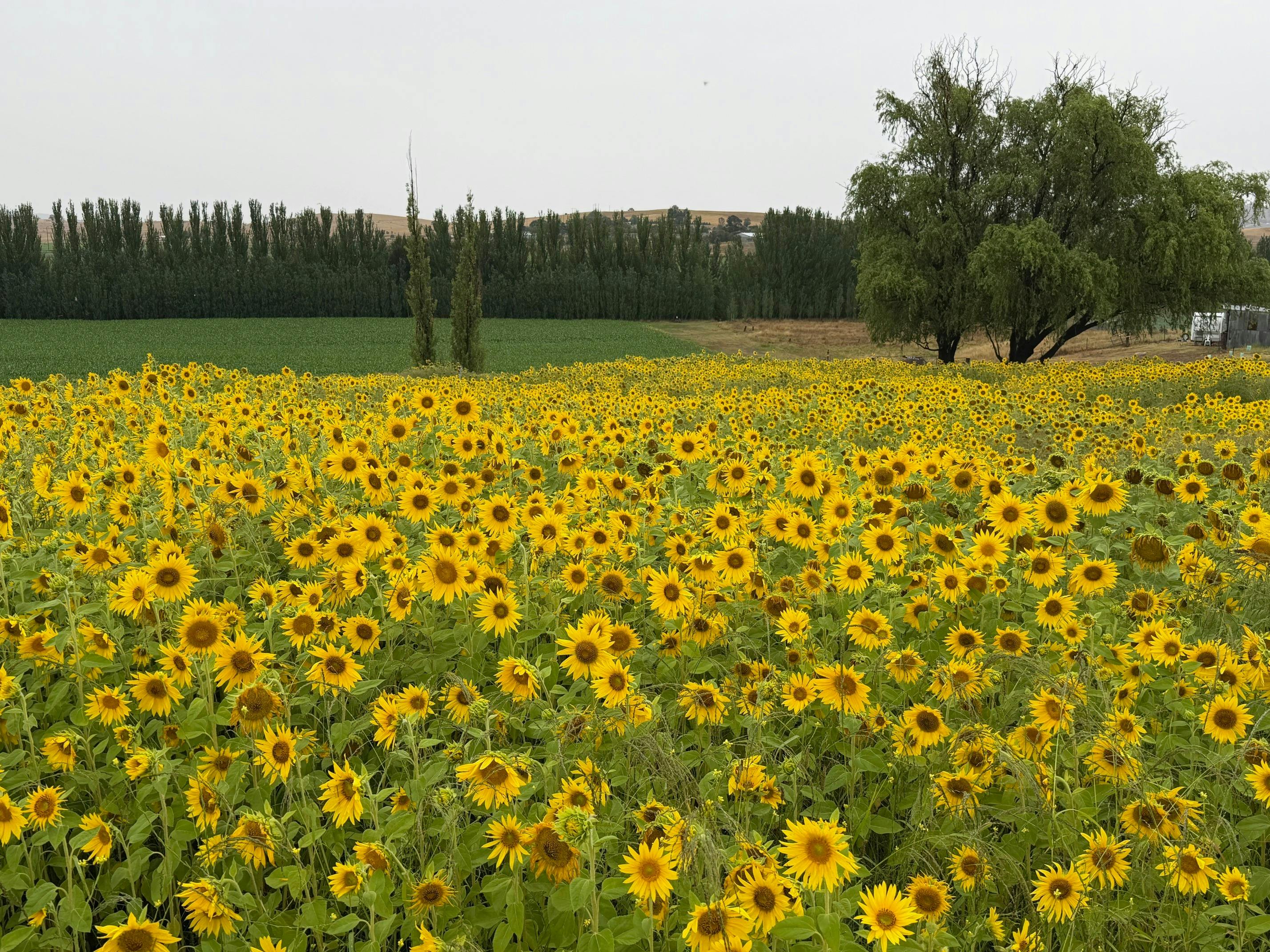 White Rock Lavender Estate Sunflower Festival