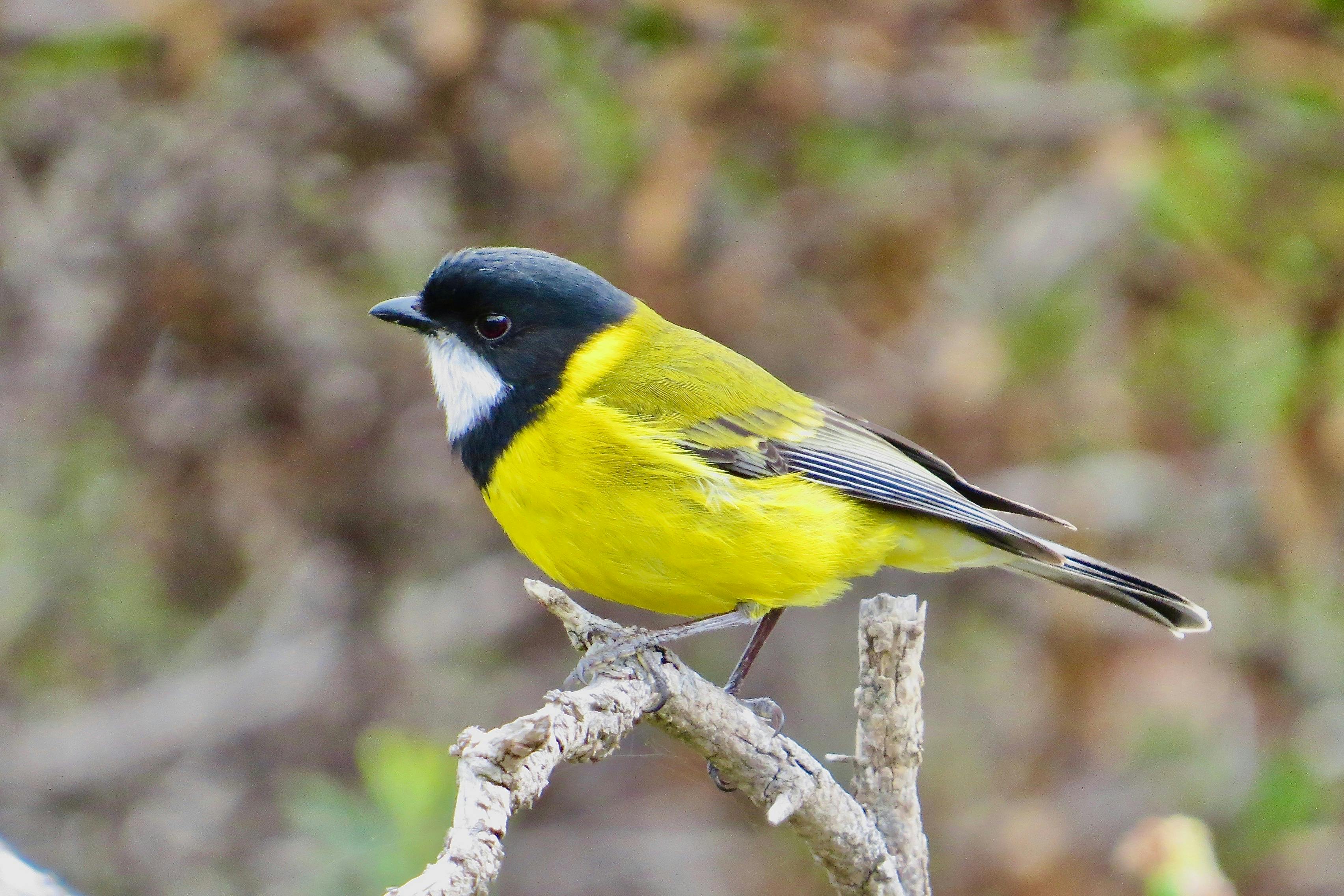 Australiam Golden Whistler