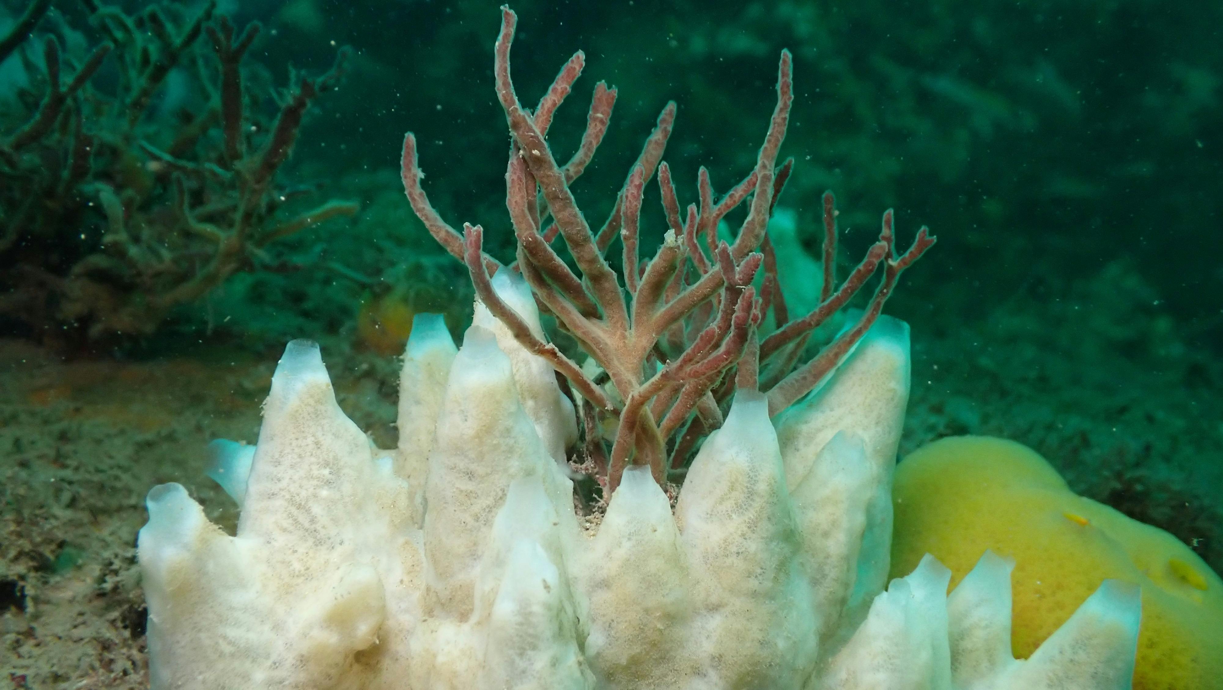 Sponge Garden