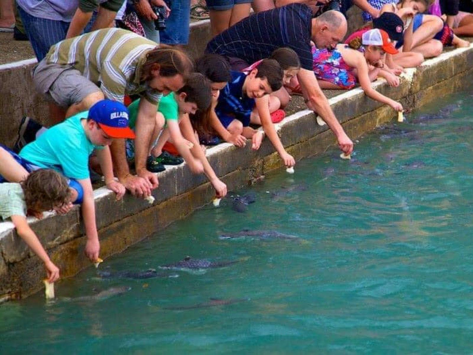 Fish feeding fun