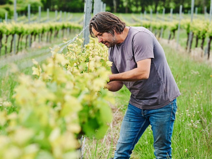 Vineyard inspection