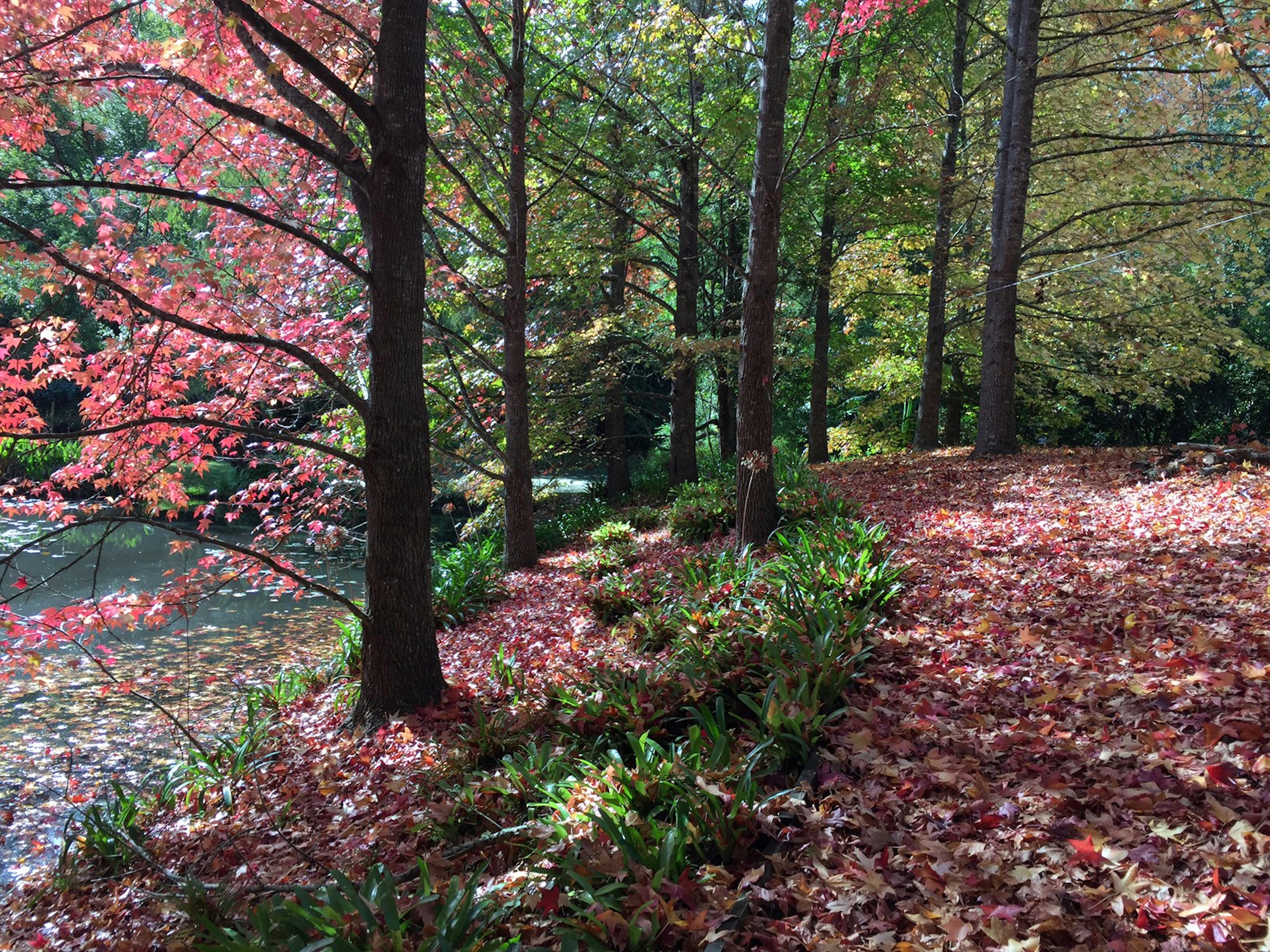 Autumn leaves