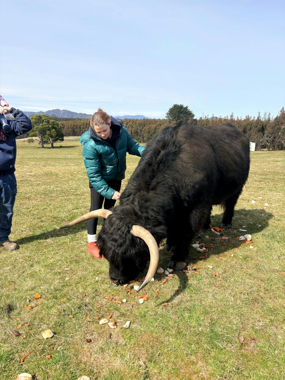 Cradle Mountain Highlands - Highland Cow Experience photo