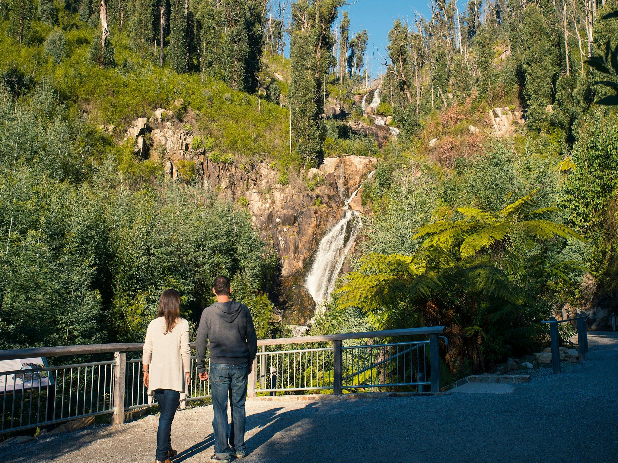 Wildlife Tours Australia - Nature walk to Steavenson Falls
