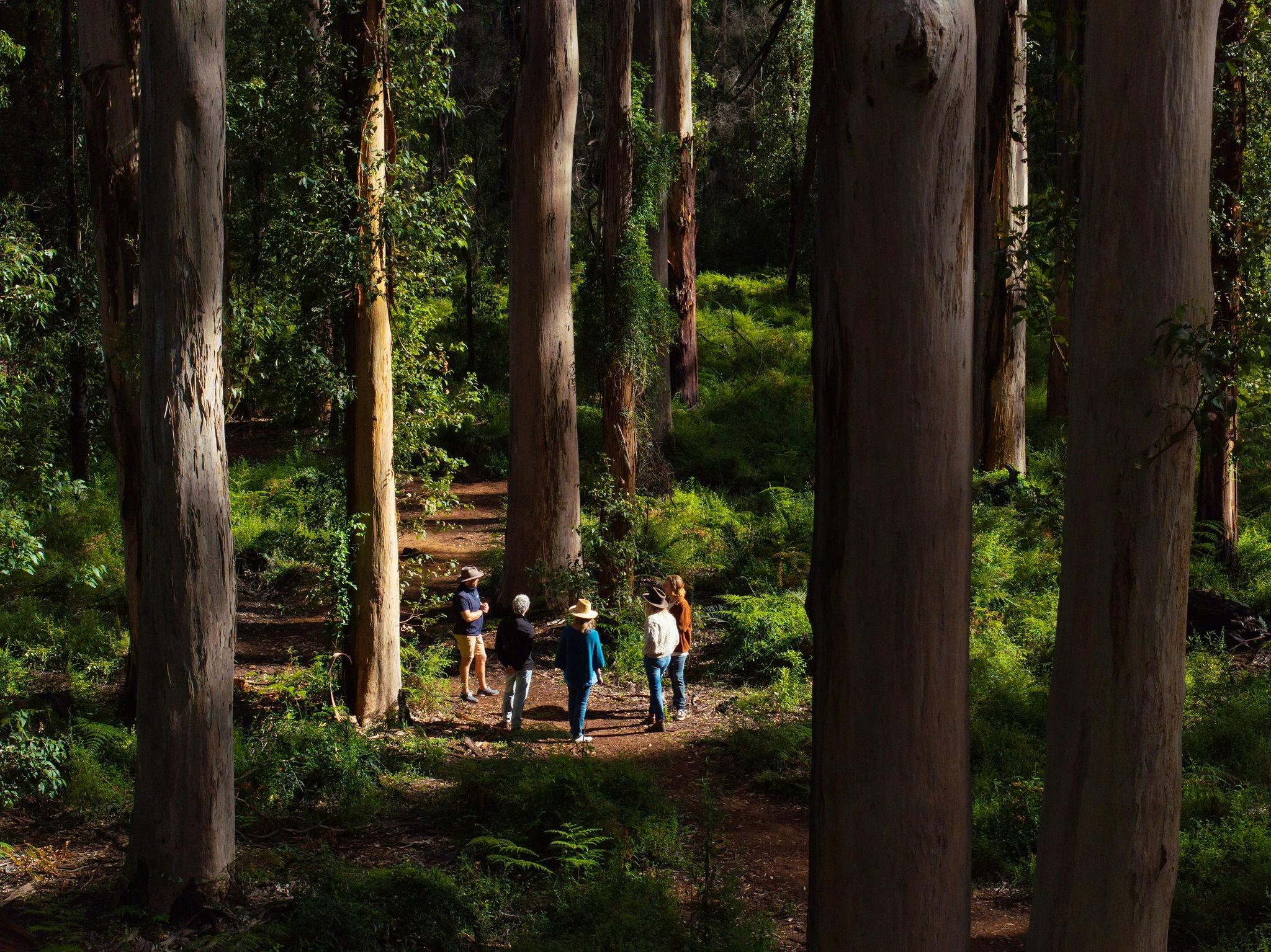 Boranup Forest Karri Trees