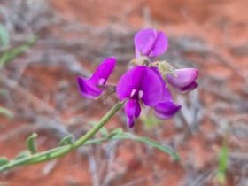 Purple pea at Andamooka Airstrip