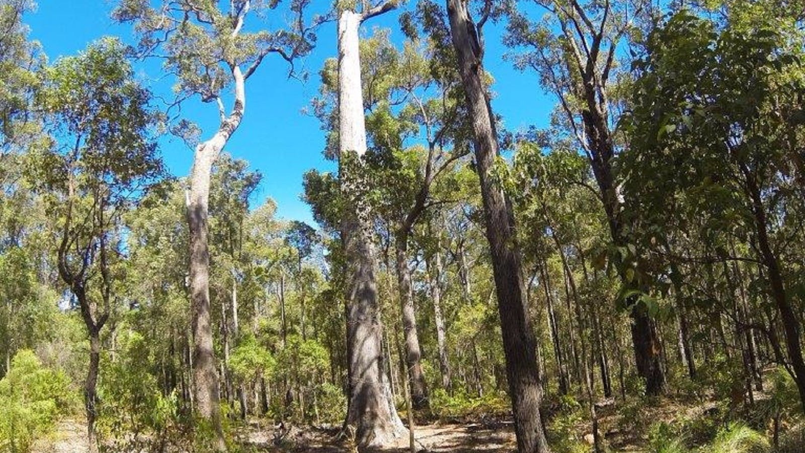 King Jarrah Tree
