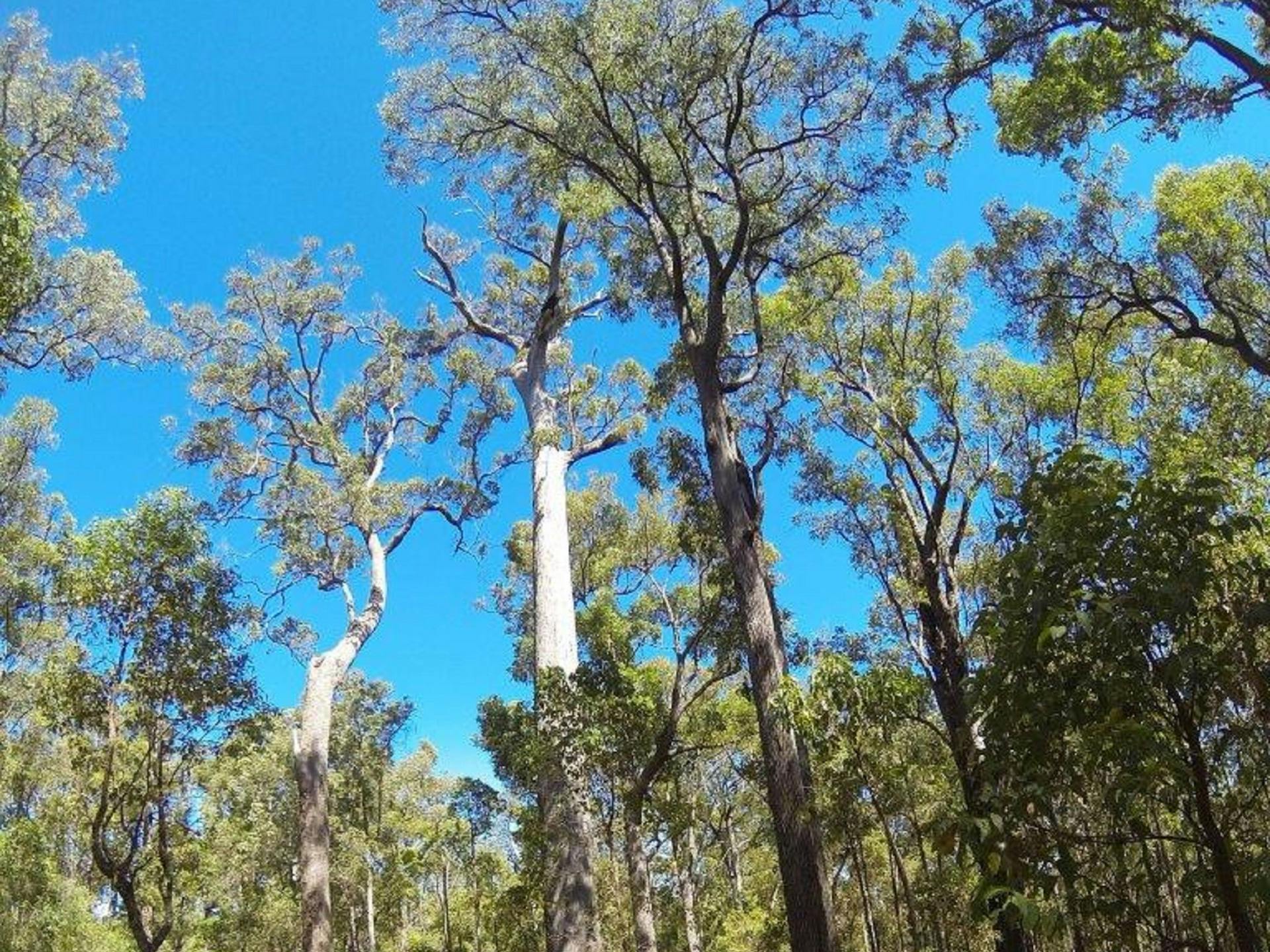 King Jarrah Tree in Wellington Forest - The Fold: Your Guide to ...