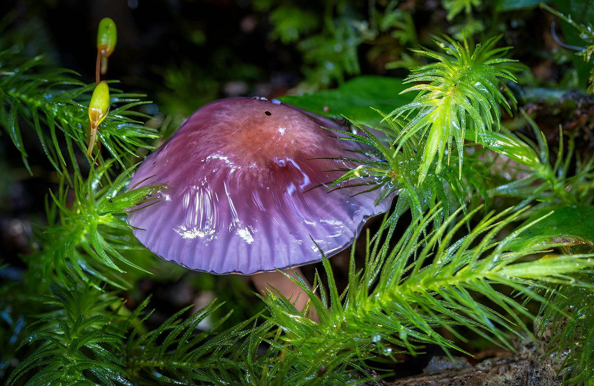 Purple mushroom in moss