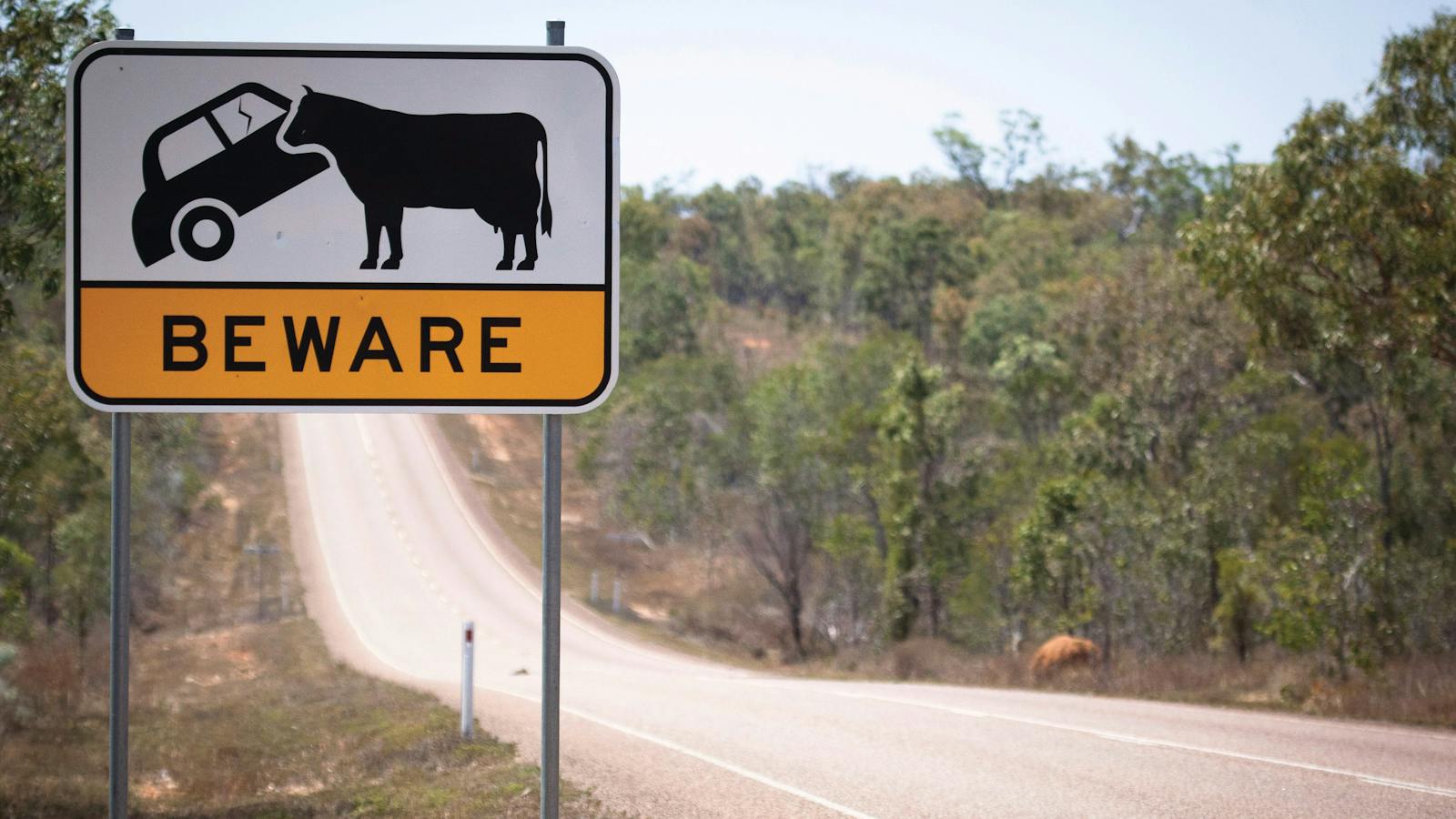 Beware of cattle at all times