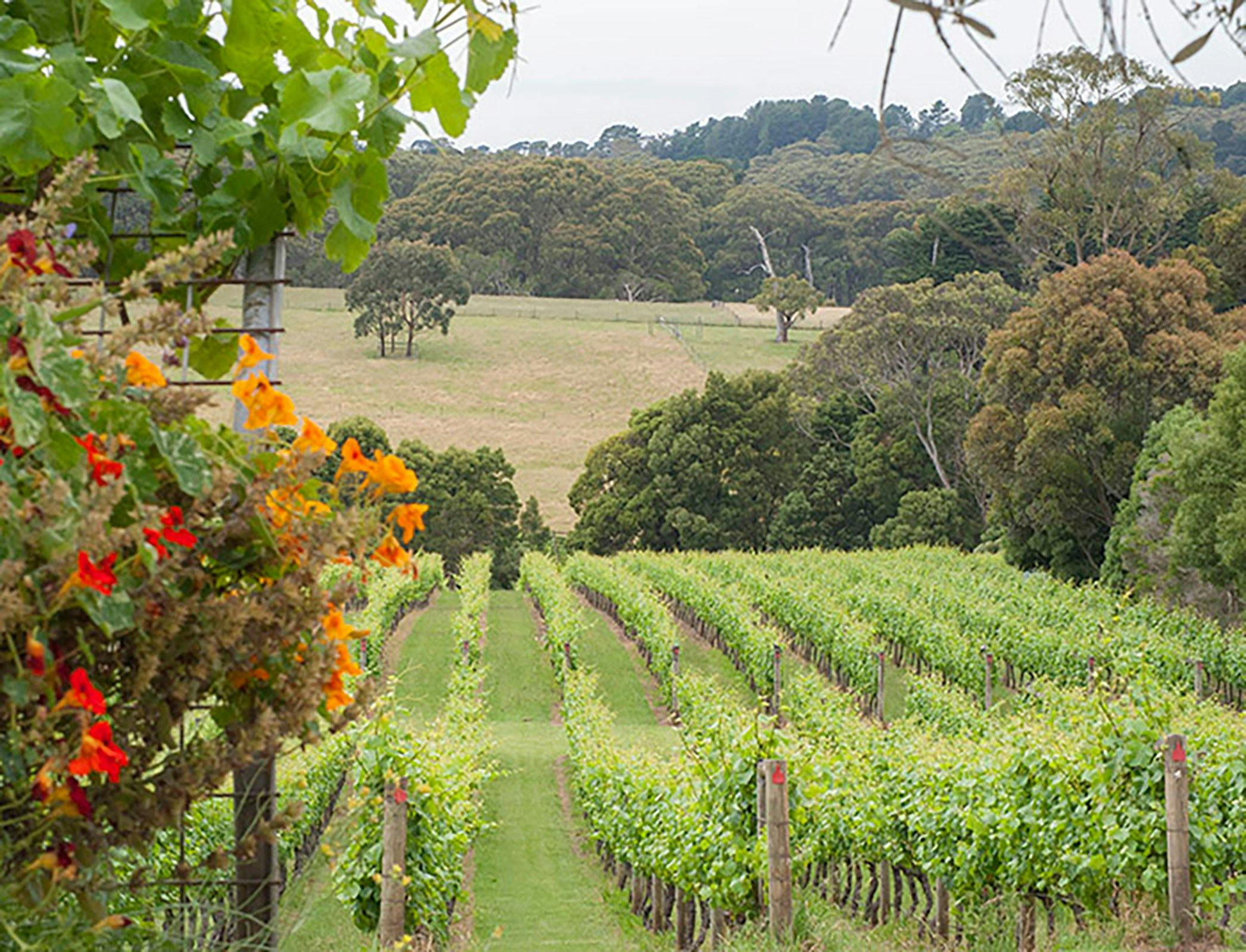 Mornington Peninsula Winery Private Tour