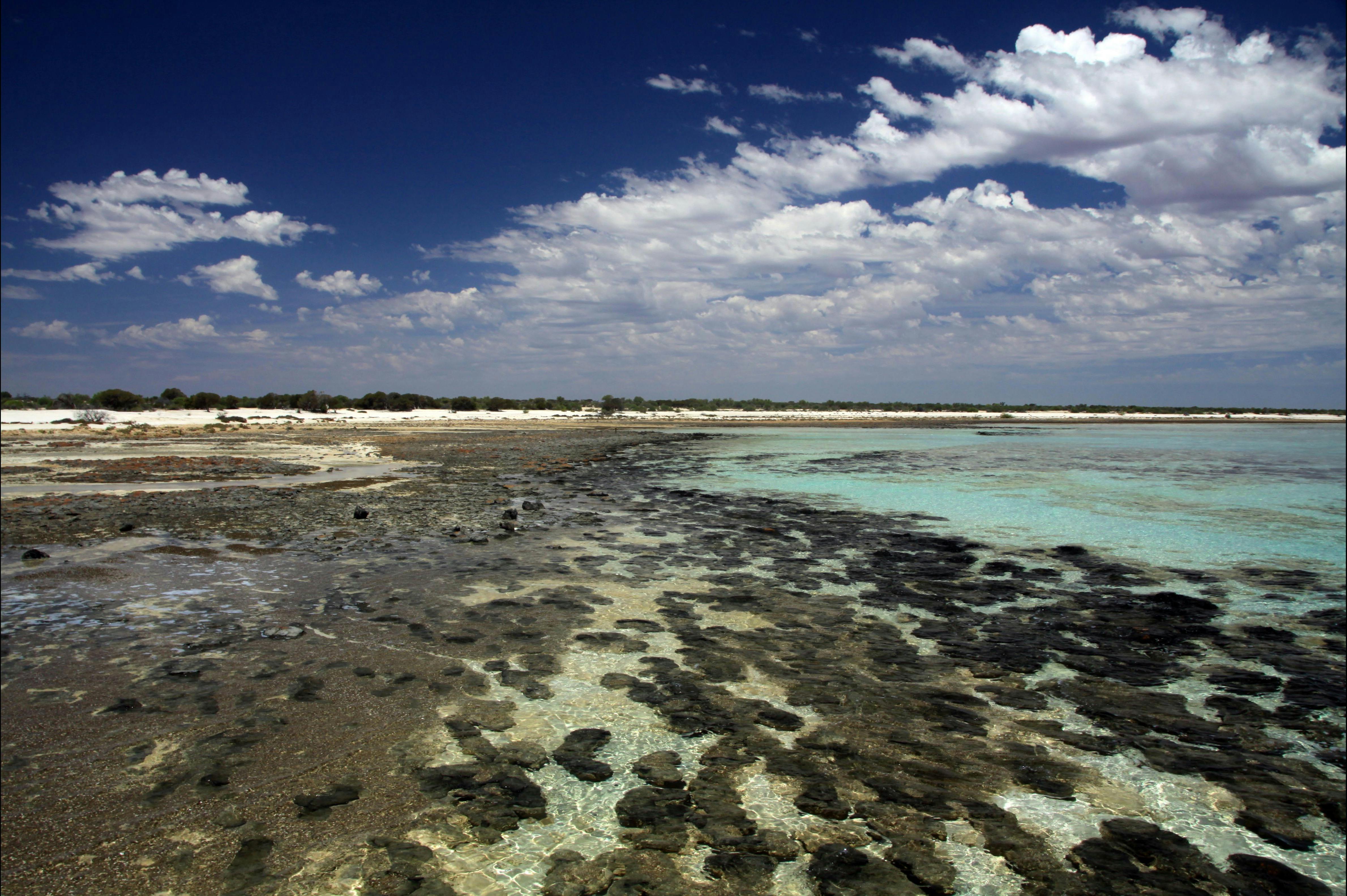 Shark Bay Coastal Tours, Denham, Western Australia
